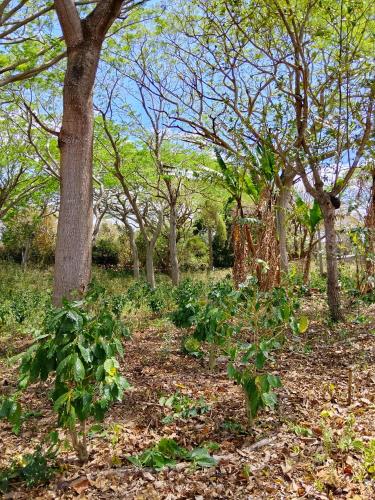 Surrounding environment, Finca Cazzanica in Jinotepe