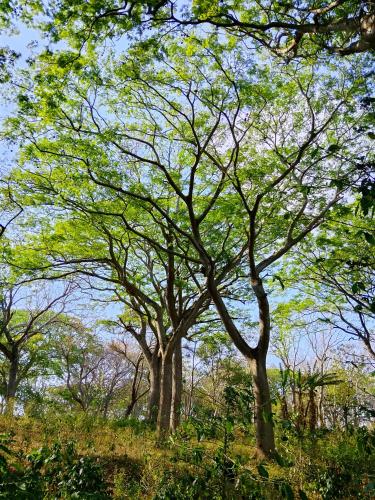 Surrounding environment, Finca Cazzanica in Jinotepe