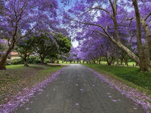 Cosy Golf Course Retreat in Tamborine Mountain with Wifi & Aircon