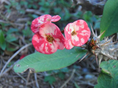 Afficher, Bellevue Suites in Potters Village