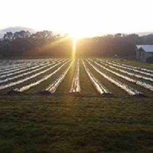 Berry World in Timboon