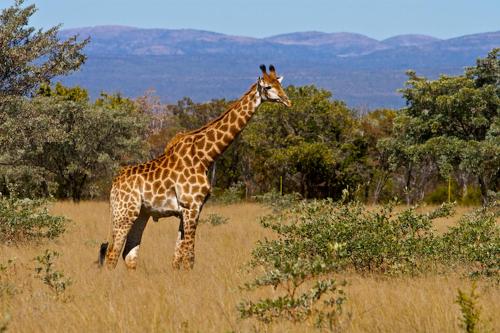 Limpopo Bushveld Retreat