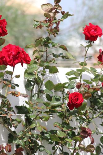 Hotel Intorno Al Fico - image 10