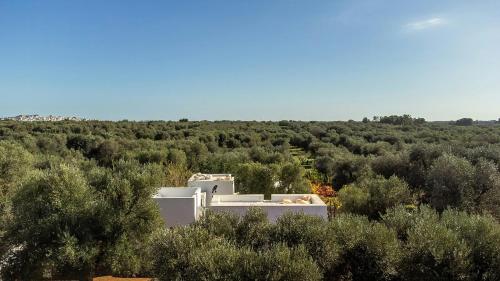 Trullo with courtyard and olive tree in Puglia