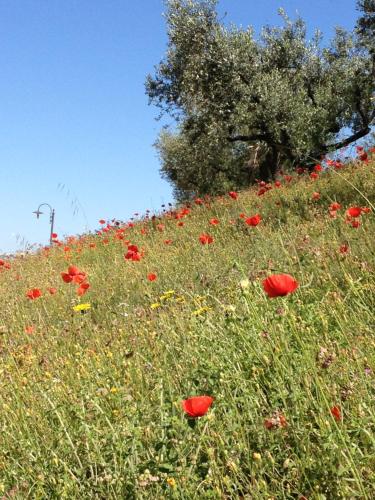 Il Poggio Delle Ginestre