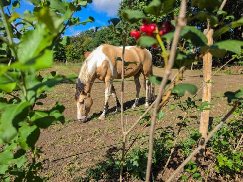 Vakantiehuisje De Meer Melick ook op vakantie met je paard in Херкенбош