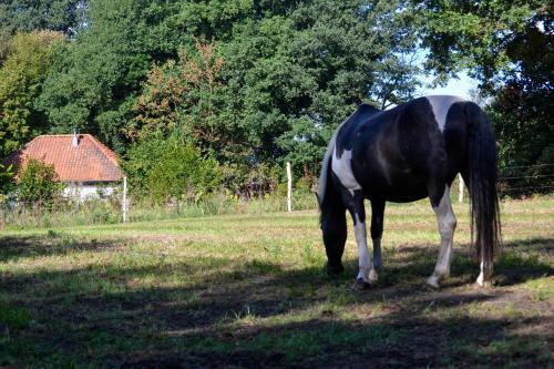 Vakantiehuisje De Meer Melick ook op vakantie met je paard in Херкенбош