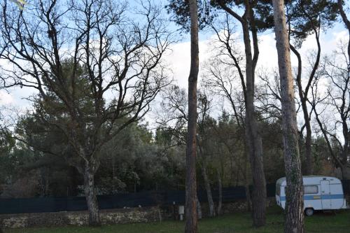 Villaggio Camping Bosco Selva - image 2