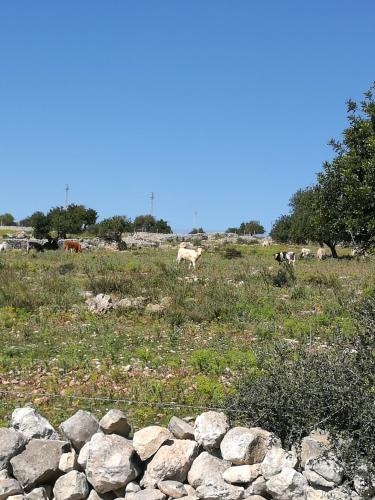 Il Baglio di Kharrub rural guest house