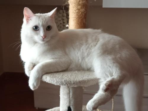 The white cat