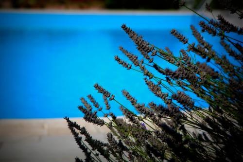 Swimming pool, Agriturismo Girolomoni - Locanda in Montefelcino