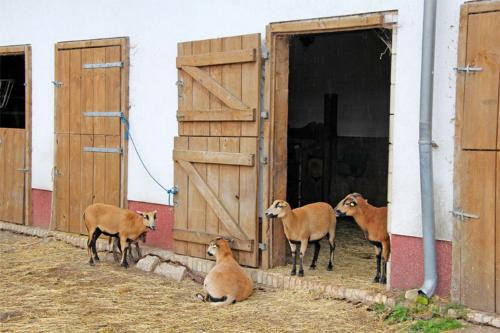 Ferienwohnung Kniep SEE 7931