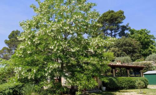 La pinède de Manon (La pinede de Manon) in Barjols