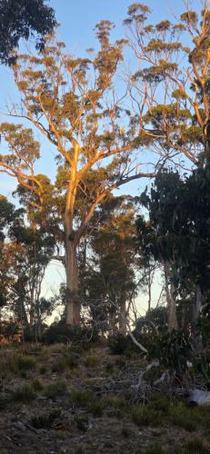 Pulchella Ridge Retreat Eco Stay in Buckland