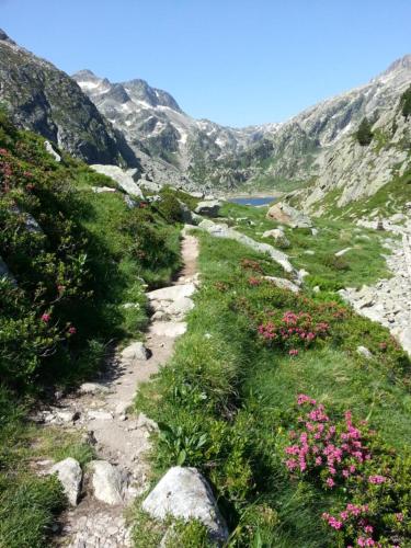 Les FEICHES et MARGUERITES