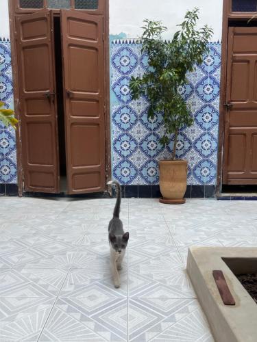 Dar Nour Medina 3