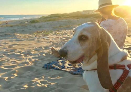 In Harmony - Pet Friendly Modern Beach House in Jeffreys Bay