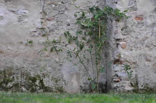 Convento Tarifa