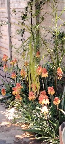 . Aloe Haven