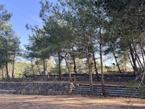 Pine Forest Camping in Kobayat