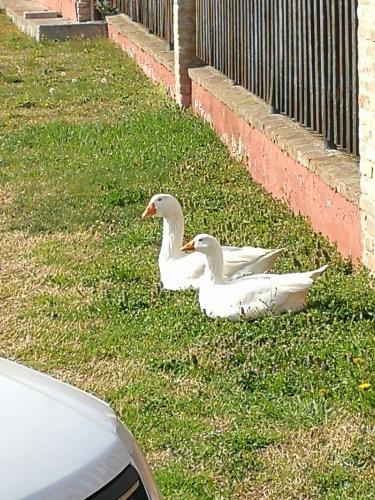 Agriturismo La Fattoria Del Boschetto - image 2