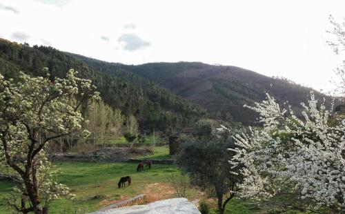 Quinta das Levadas - Country House & Nature