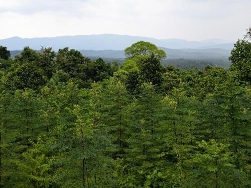 Farm stay in a coffee plantation