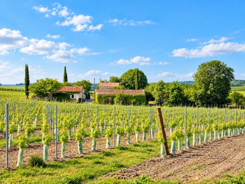 Fleurs de vigne, gîte charentais au grand coeur gîte à louer Bouteville