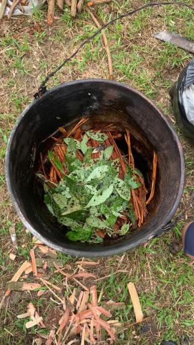 La Lagartija Amazon Ayahuasca Retreat Peru