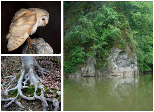 Golden Lion - main image