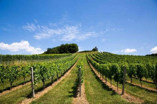 Weingut-Gästezimmer UHL - image 12
