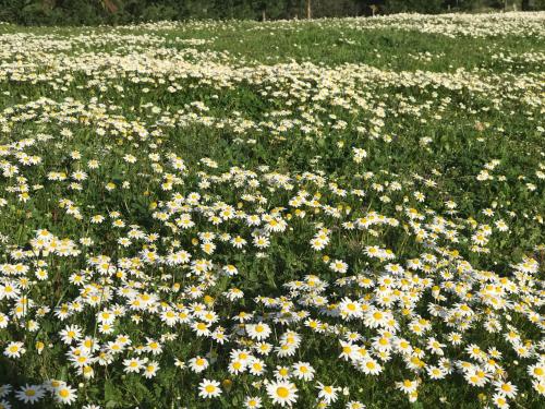 Monte das Texugueiras - Adults Only