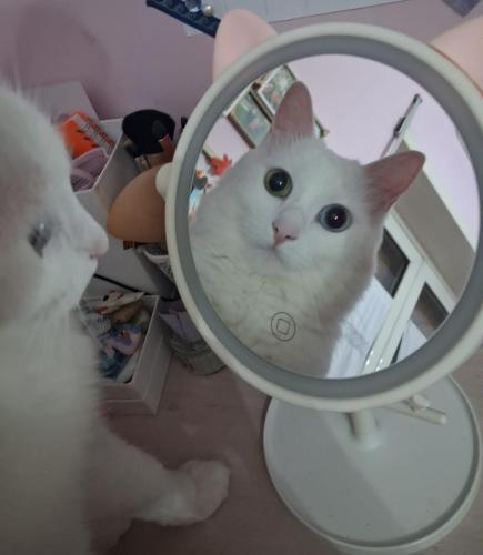 The white cat