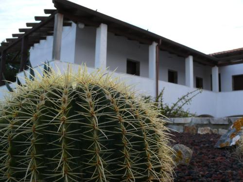 Agave Alghero - image 2