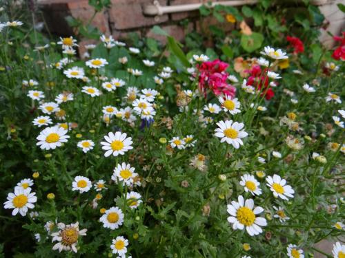 アグタープラス B&B ゲストハウス