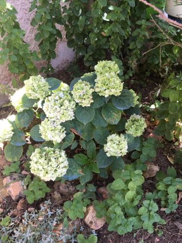 Villa hortensia – Carpentras, UT
