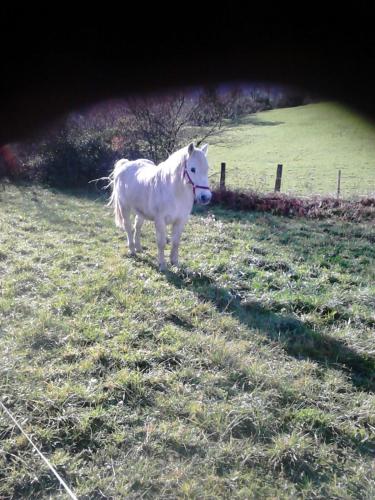 Mendi Alai - image 14