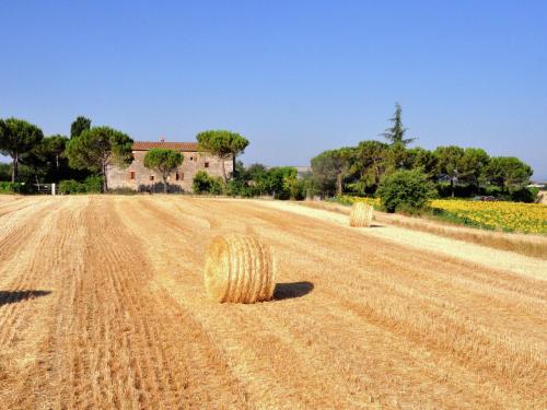Cipressi