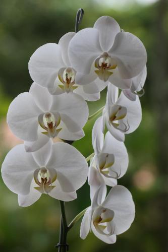 El Jardín de los Colibríes - Pereira, Risaralda