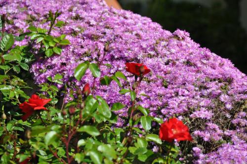 Hotel Tirrena Bike & Country Hotel - image 2