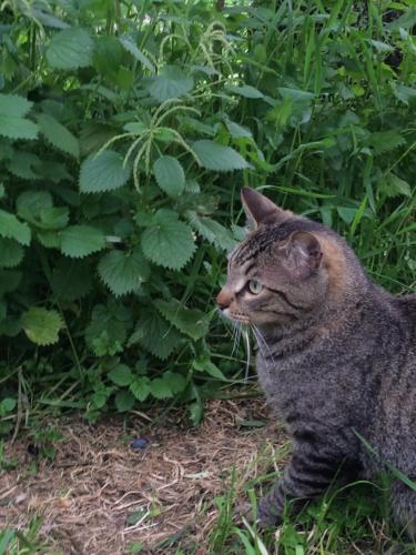  Agriturismo Podere Zollaio in Vinci