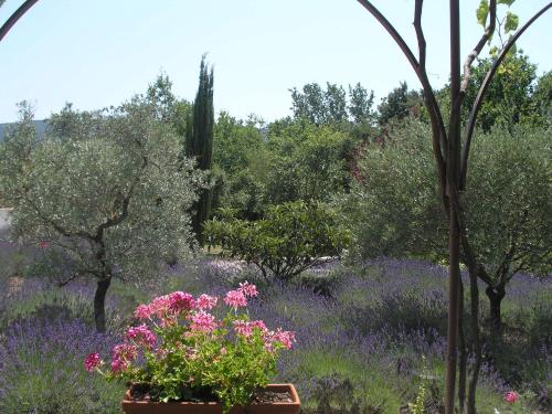 Clos des Lavandes - Luberon