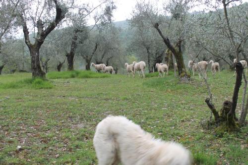 Piccolo Campagna