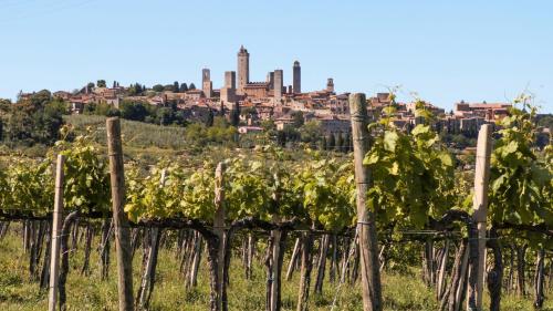 Fattoria Abbazia Monte Oliveto - image 13