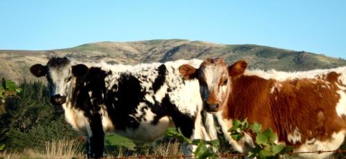 Tree House Lodge Bed & Breakfast Tree House Lodge Bed & Breakfast