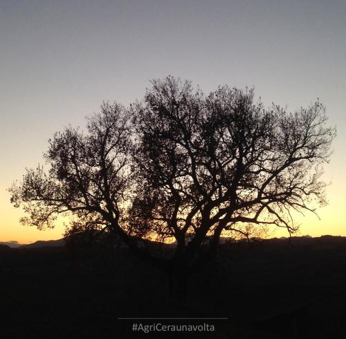 赛拉乌纳沃尔塔公寓式酒店