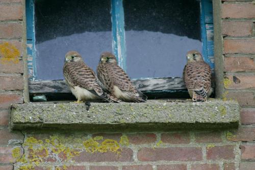 De Heeren Hoeve - image 11
