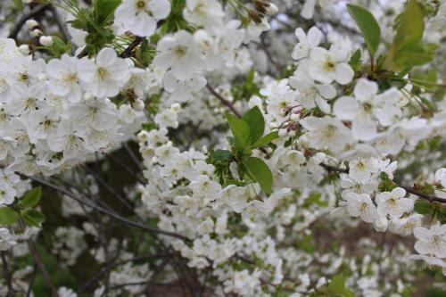 B&B De Vroling - image 14