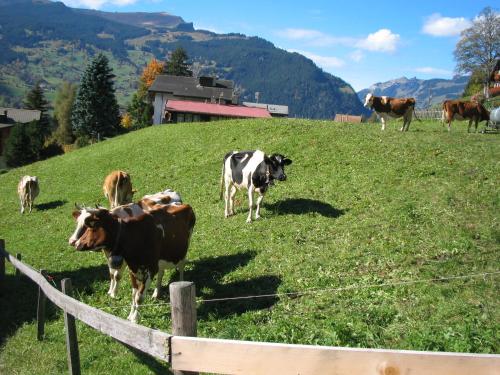 Alpenhof - image 8
