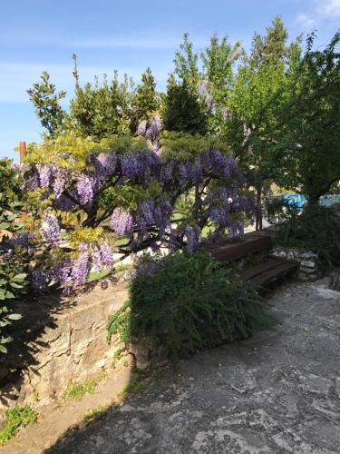 Apartments Marina - Vrsar